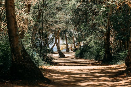 A Dirt Road Between Green Trees