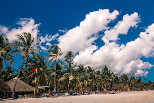 Kostnadsfria Kostnadsfri bild av blå himmel, kokospalmer, landskap Stock foto