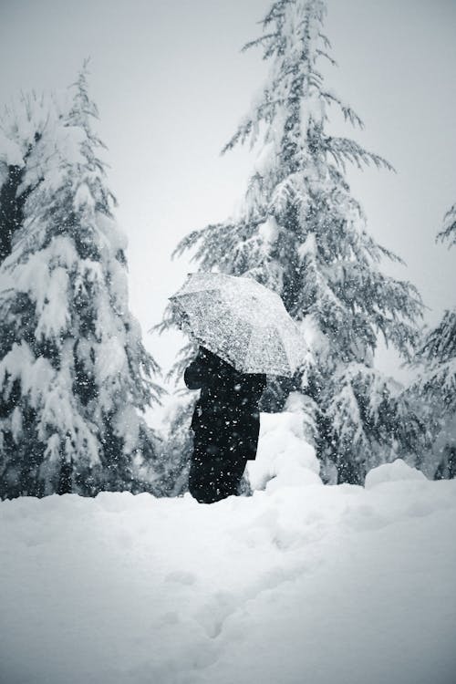 Ilmainen kuvapankkikuva tunnisteilla havupuut, kävely, lumihanki