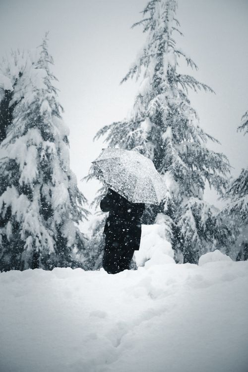 Free A person with an umbrella walks among snow-covered pine trees during a winter snowstorm. Stock Photo