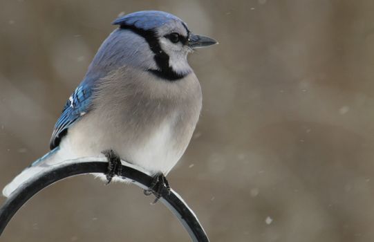 A detailed close-up of a blue jay perched gracefully on a metal frame.