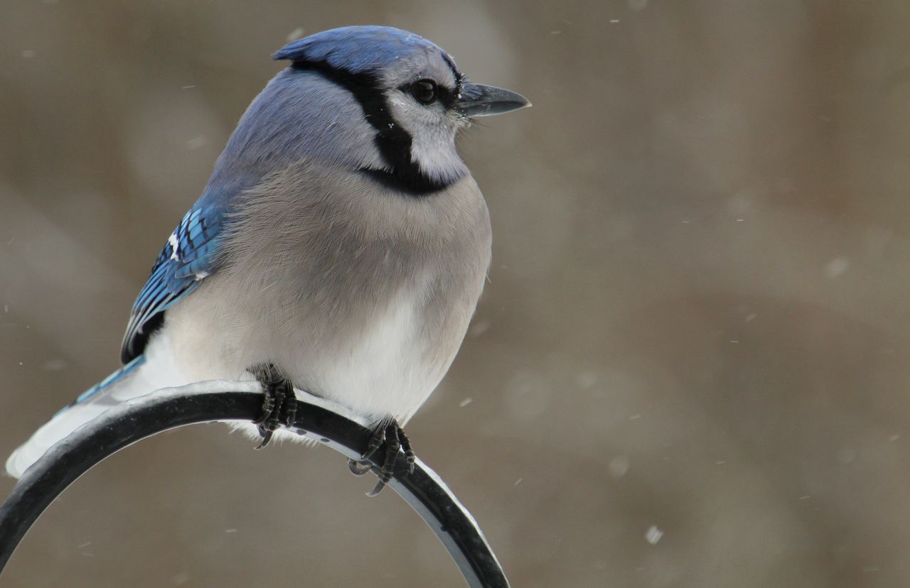 a detailed close up of a blue jay perched gracefully on a metal frame