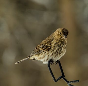 A detailed photograph of a sparrow perched calmly on a metal hook, showcasing its feathers.