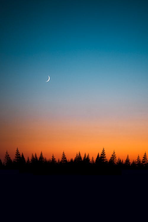 ağaçlar, akşam karanlığı, ay içeren Ücretsiz stok fotoğraf