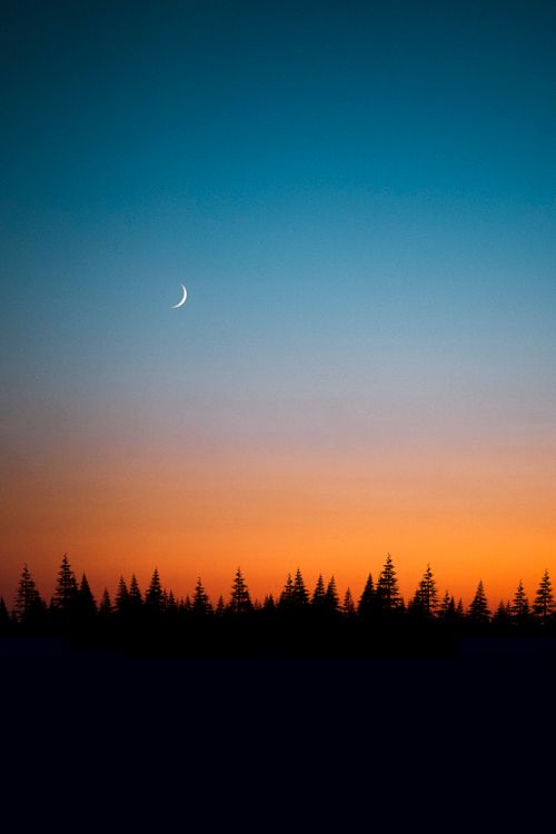 Free A tranquil sunset creating a silhouette of trees with a crescent moon in a clear sky. Stock Photo