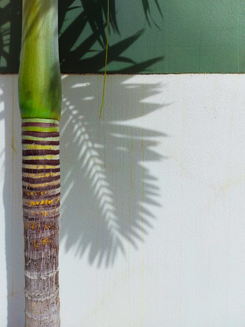 Shadow of Palm Leaves on the Wall