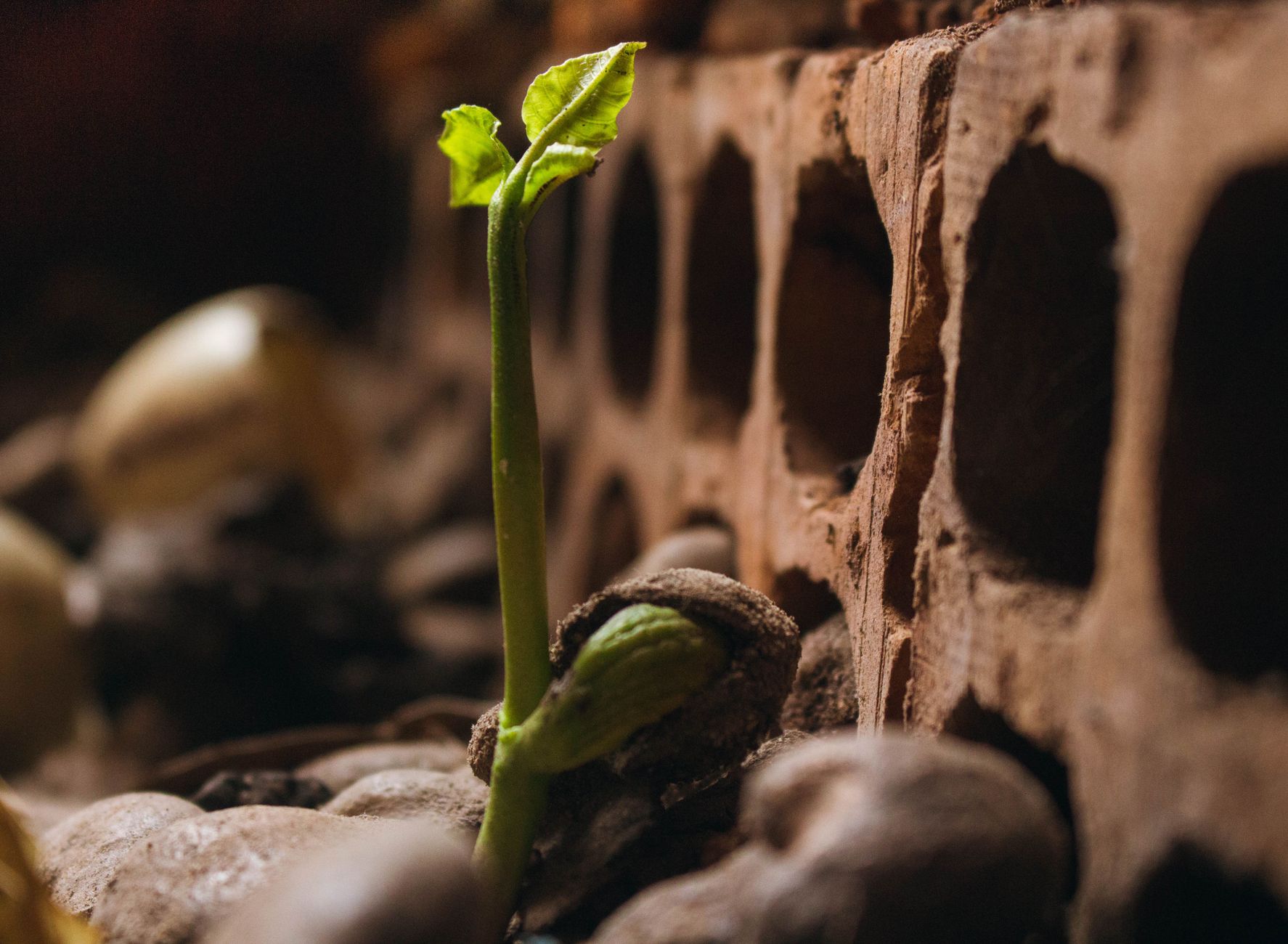 Resilient Crop Engineering Emerges as Vital Buffer for Restaurant Supply Chains