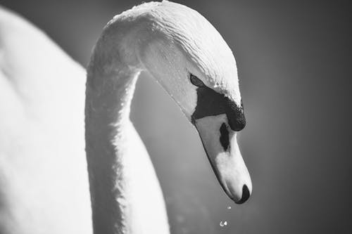 A Grayscale Photo of a Swan