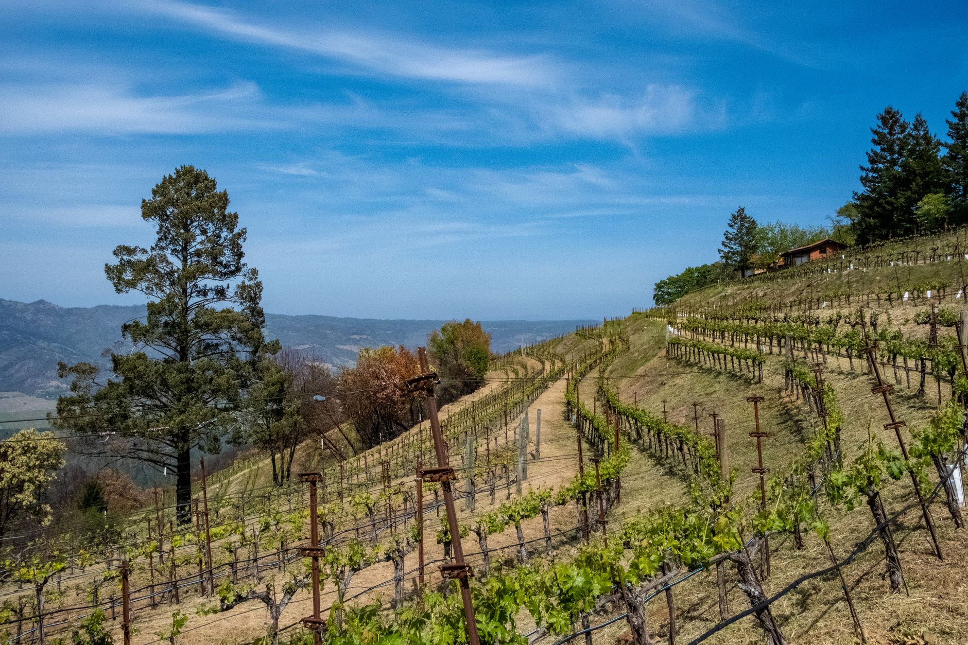 Napa Valley