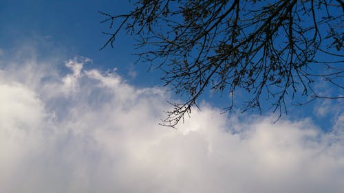 Free stock photo of blue sky, brenches, cloud Stock Photo