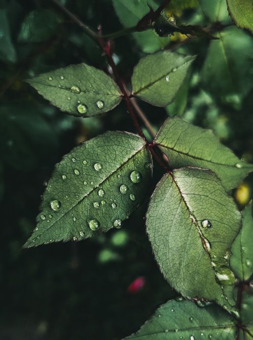 Free A detailed view of green leaves with water droplets, showcasing natural beauty. Stock Photo