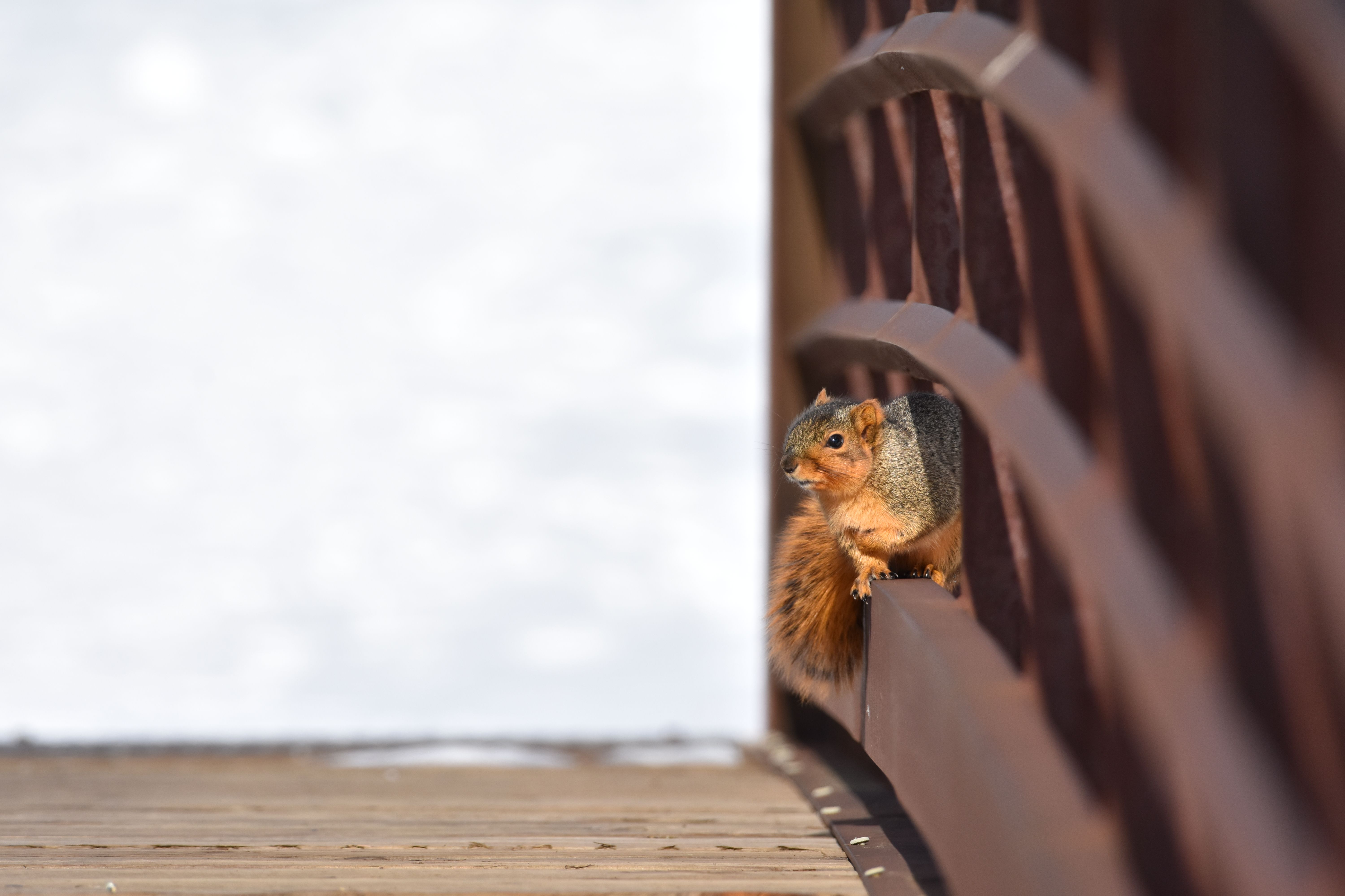 Photo of a Squirrel on Railings · Free Stock Photo