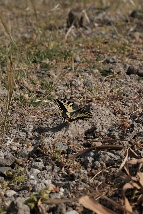 Close-Up Shot of a Butterfly on the Ground