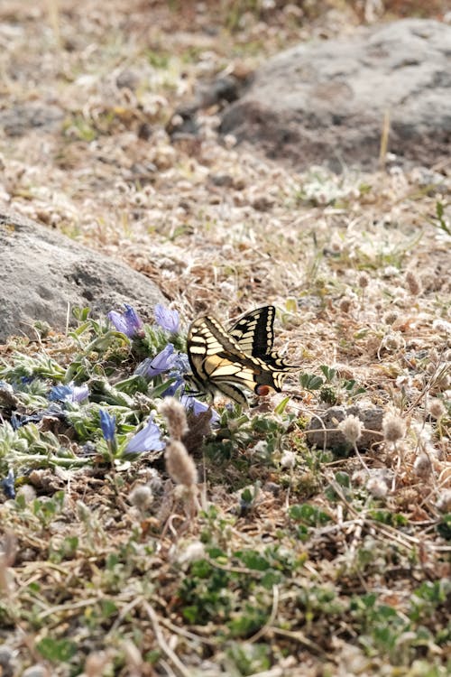 Black and Yellow Butterfly on Purple Flower