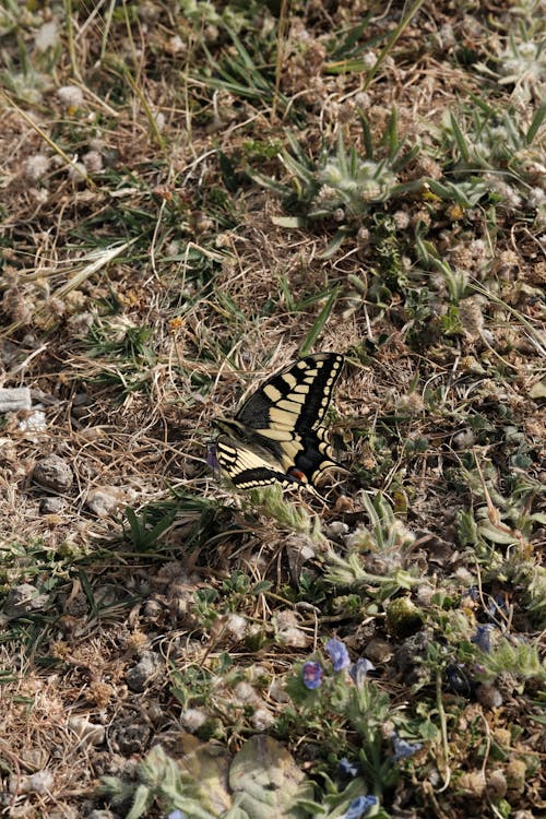 Old World Swallowtail on the Ground