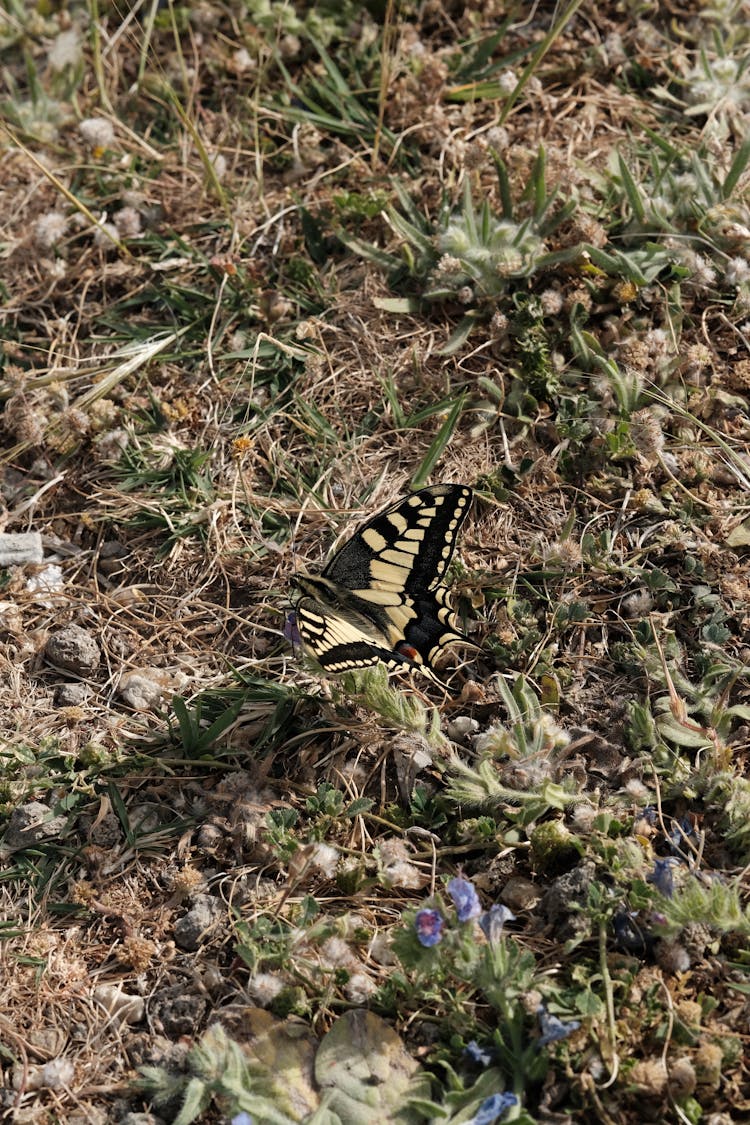 Old World Swallowtail On The Ground