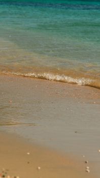 starfish photo