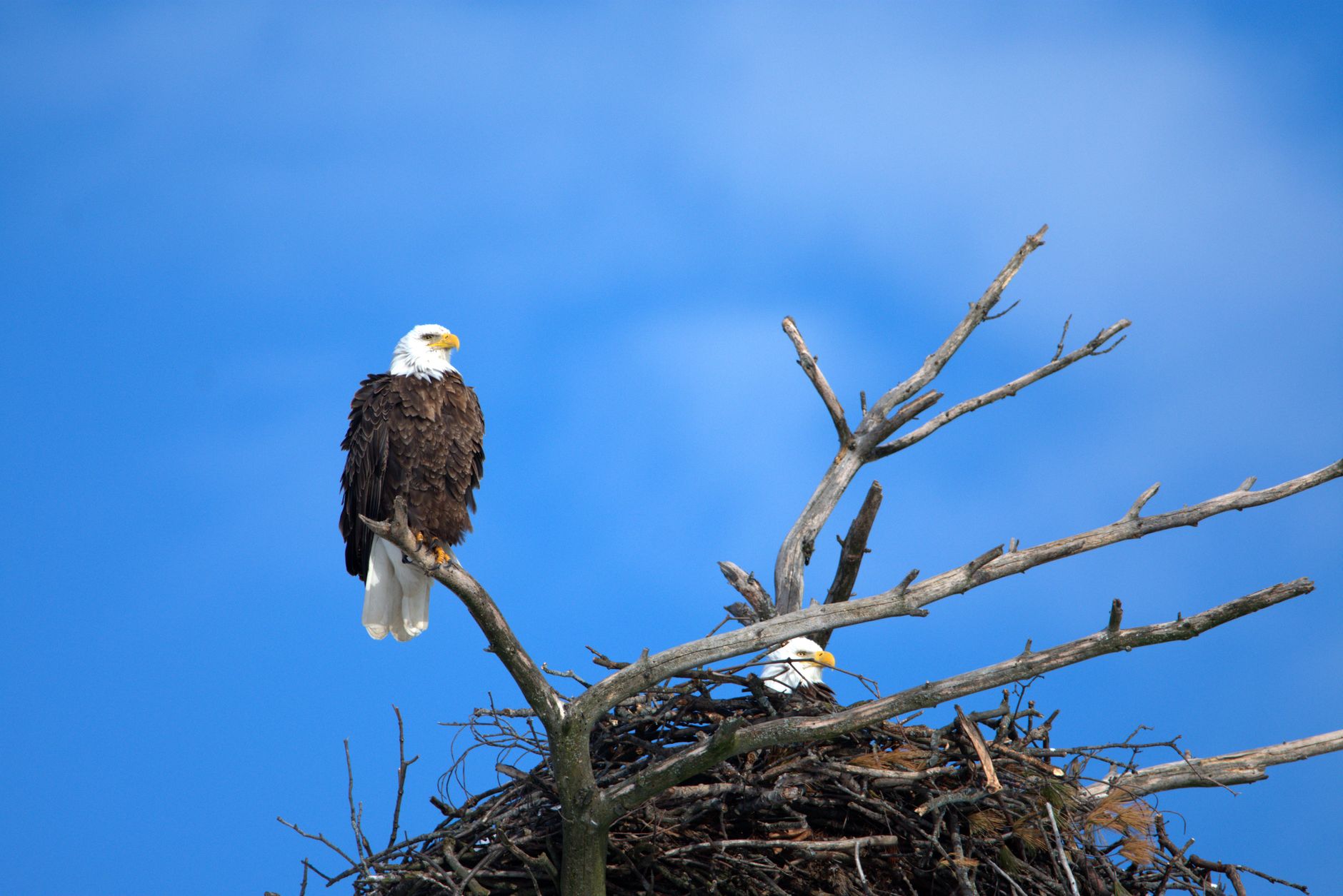 Bald eagles seen nesting in L.A. County