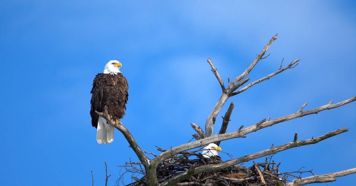 Do bald eagles stay in the same nest
