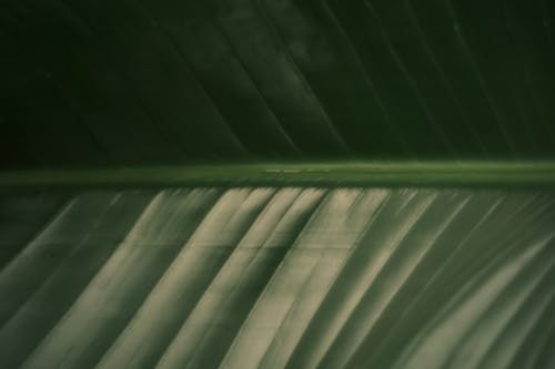 Безкоштовне стокове фото на тему «midrib, впритул, зелений»
