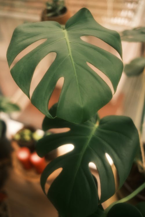 Close-up Photo of a Swiss Cheese Plant