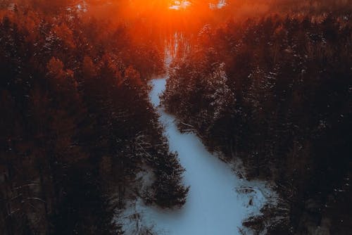 Free Green Trees on Snow Covered Ground during Sunset Stock Photo