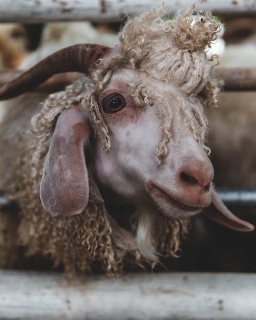 Foto d'estoc gratuïta de animal de granja, banya, cabra