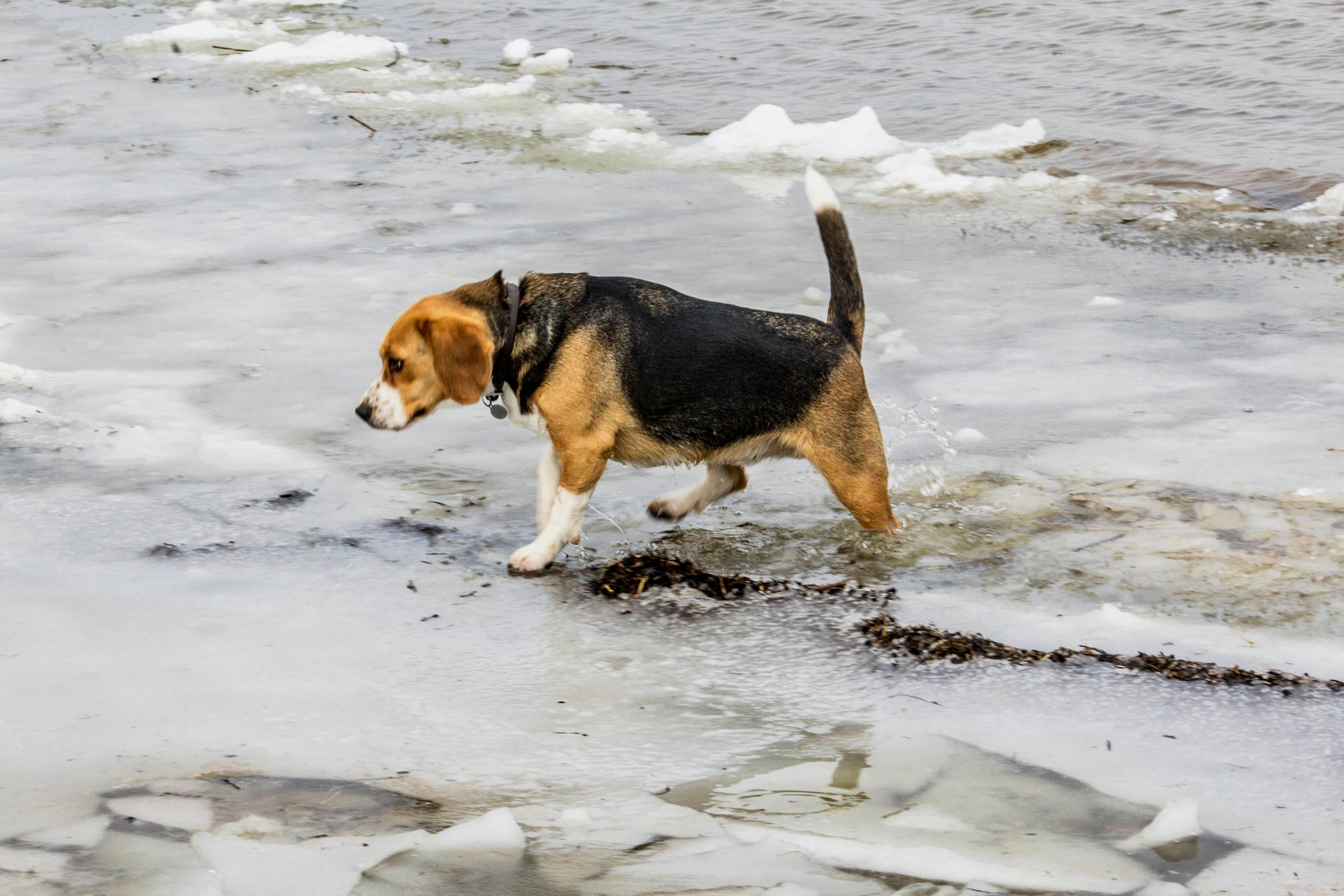 Free stock photo of dog, dog in water, frozen lake