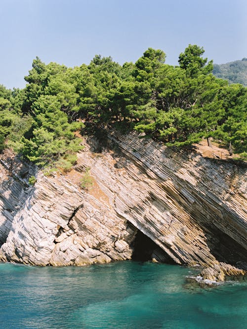 Trees on a Rock Formation by the Sea