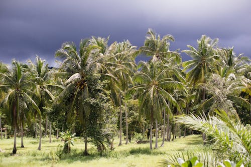 Free Palm Tree Forest and Overcast Stock Photo