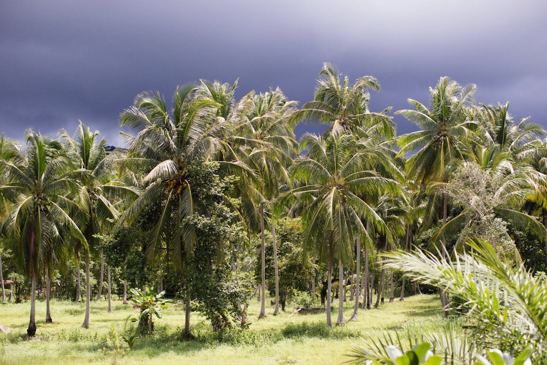Palm Tree Forest and Overcast