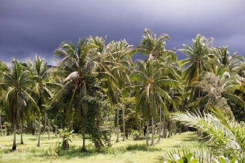 Free A scenic view of tropical palm trees with lush foliage under an overcast sky. Stock Photo