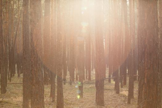 Peaceful forest scene with sun rays filtering through the trees, creating a warm glow.