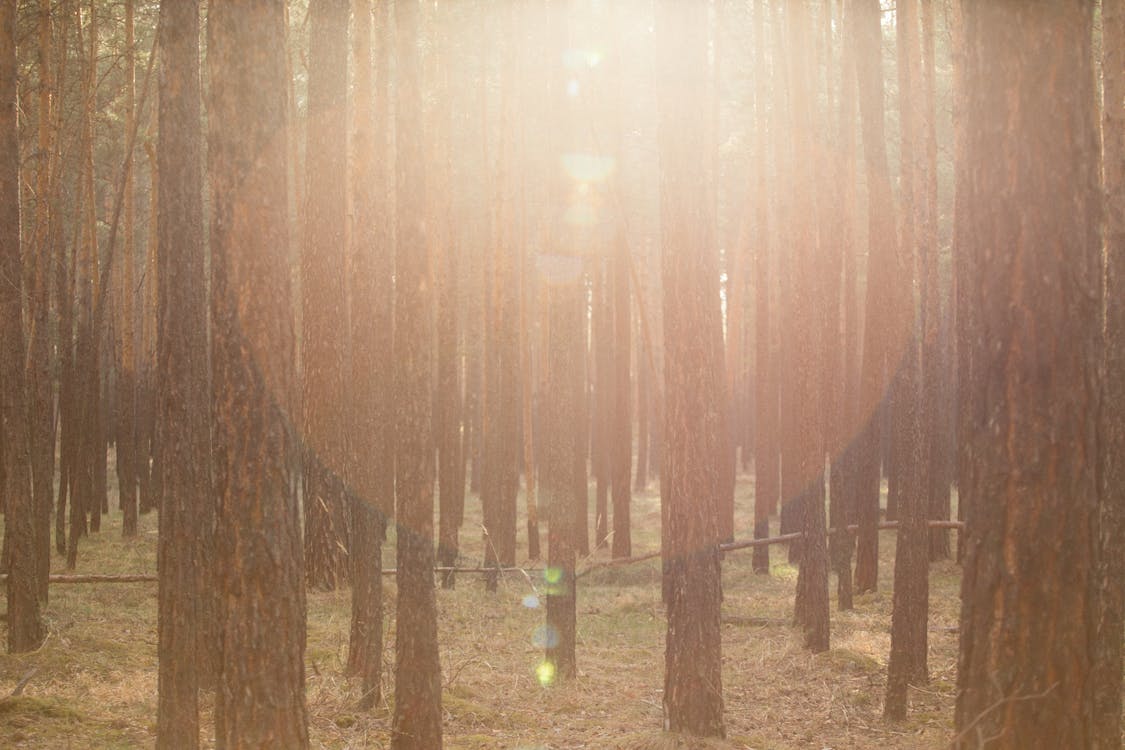 Sunlight Between the Trees in a Forest 