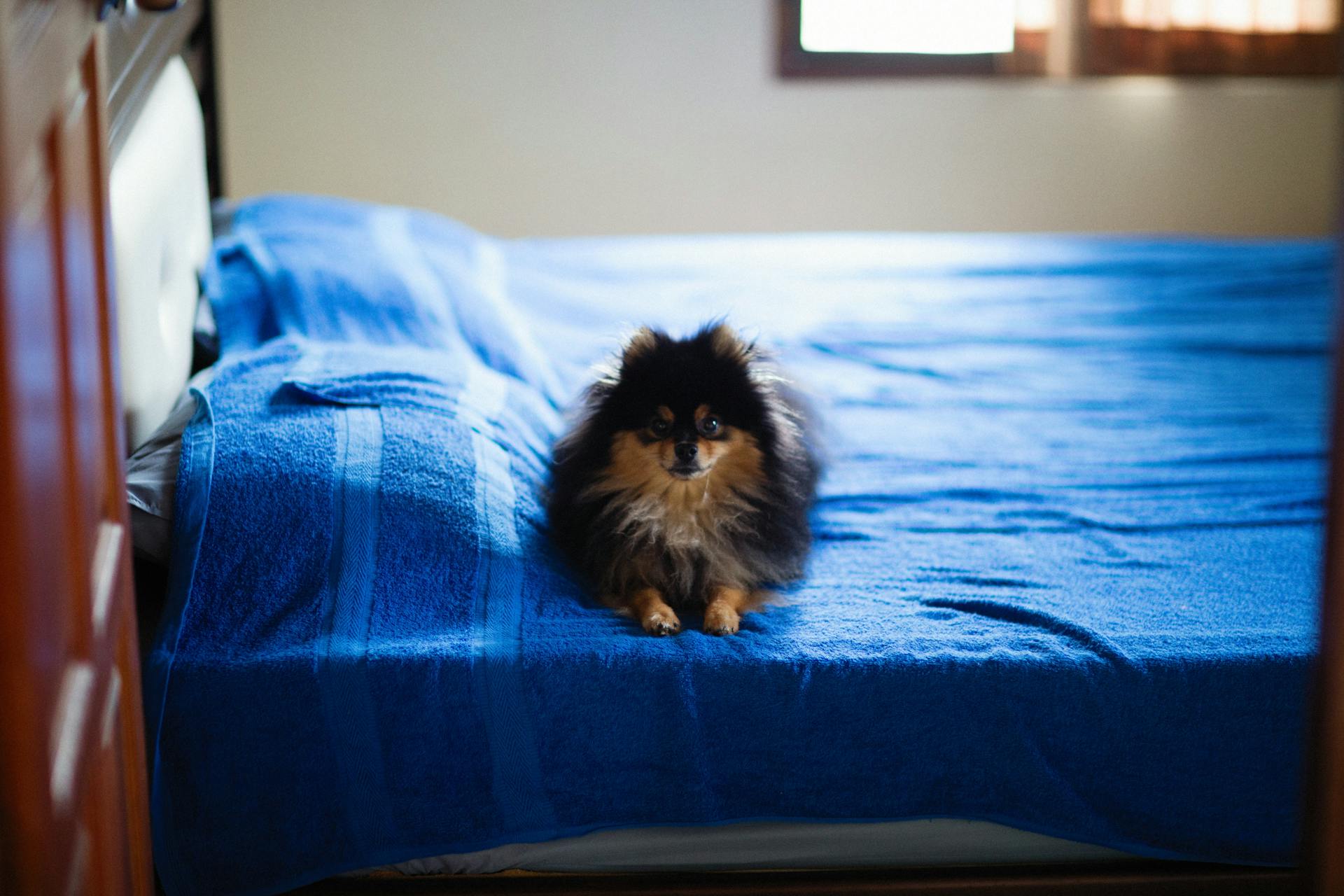 Pomeranian Dog on Bed