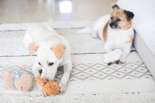 Free Dogs Lying Down on the Carpet with Their Toys Stock Photo