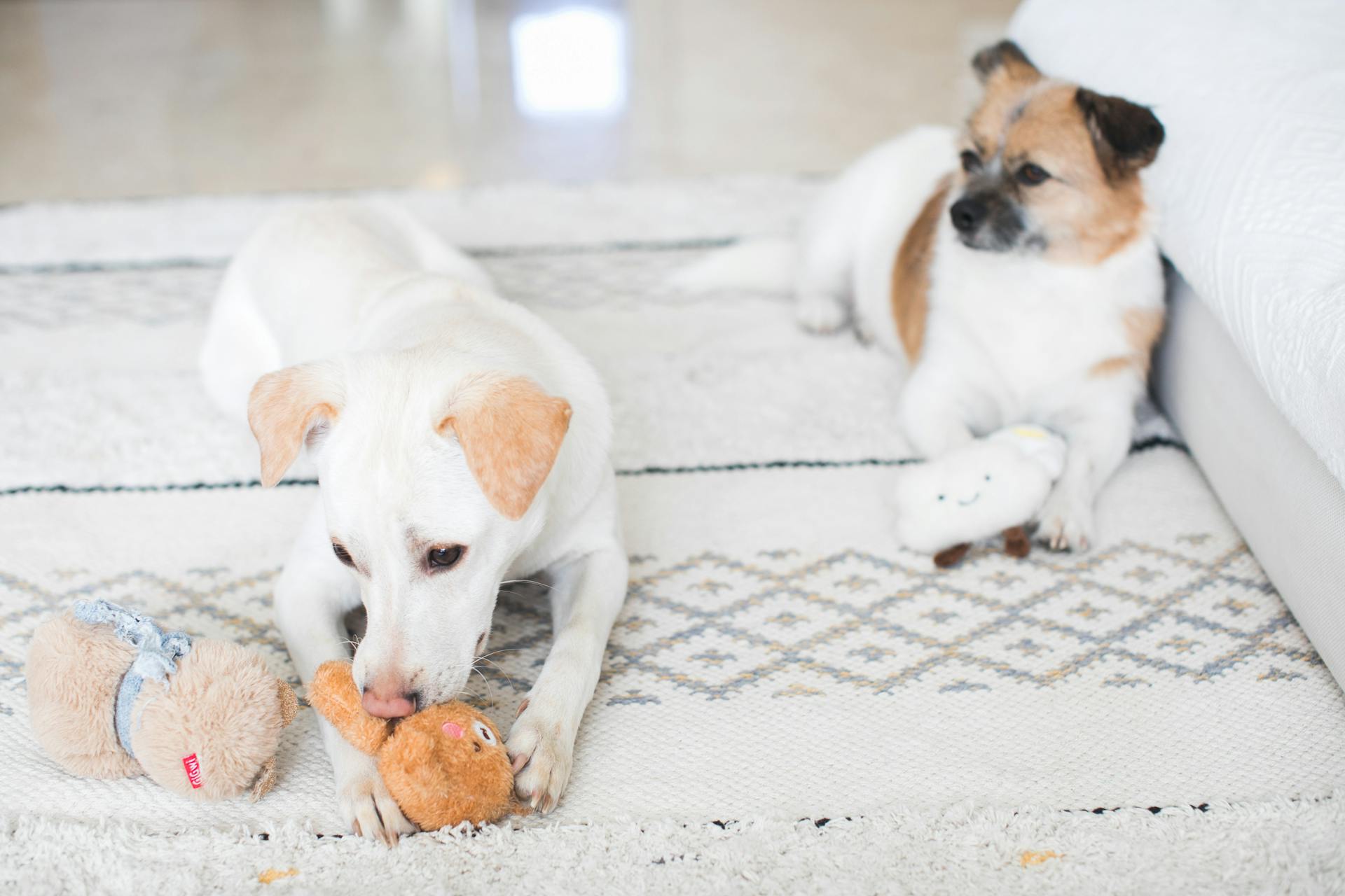 Dogs Lying Down on the Carpet with Their Toys