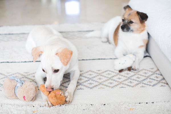 Two dogs playing with soft toys on a patterned rug