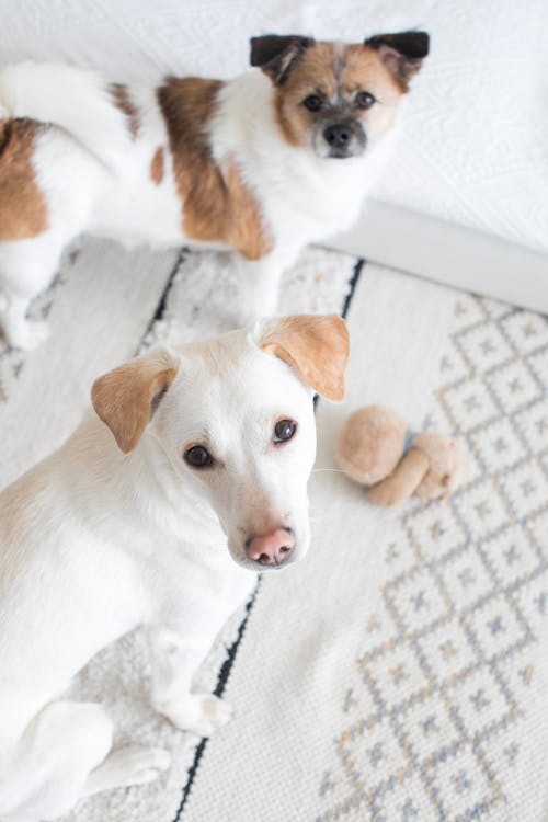 High-Angle Shot of Dogs