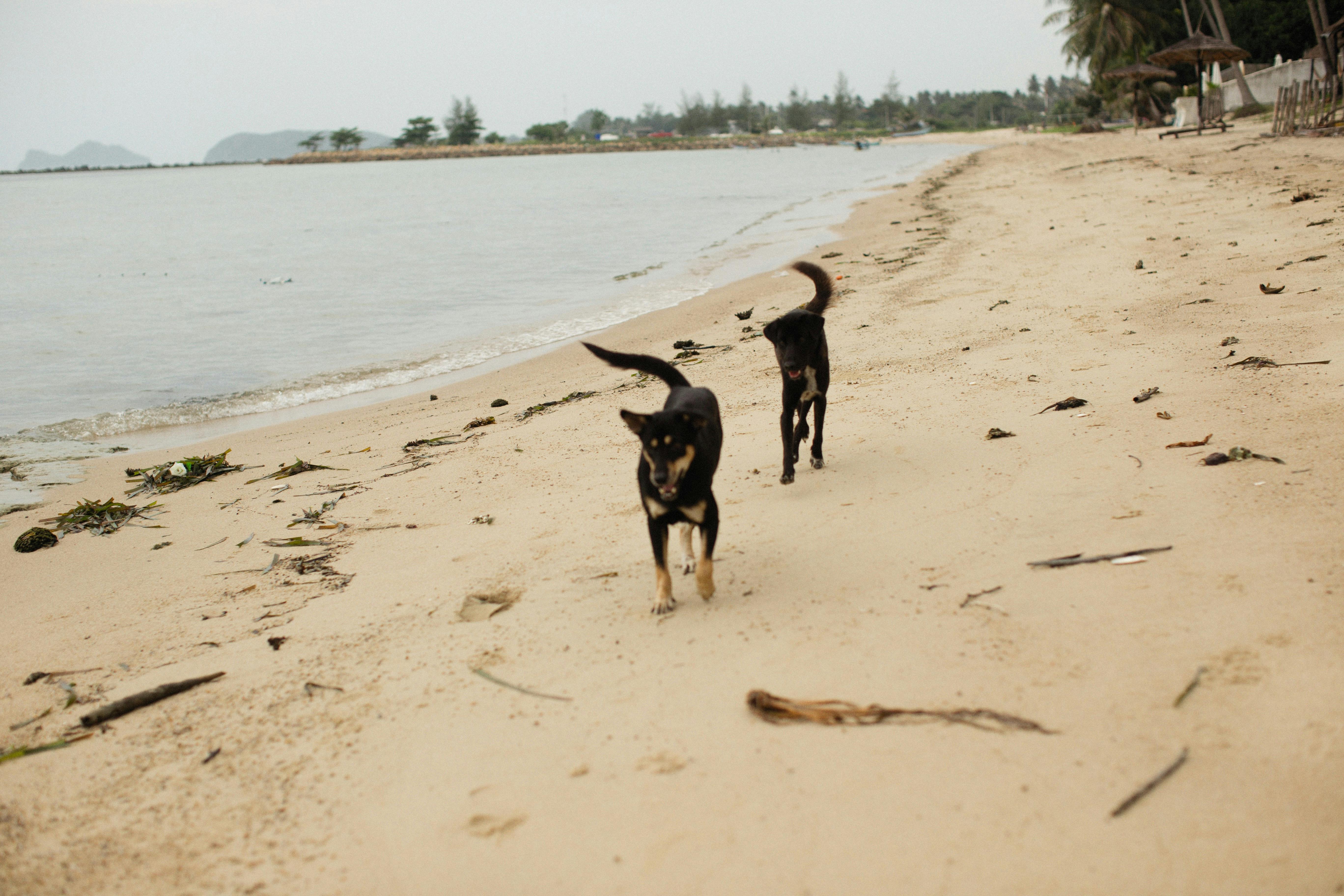 Stray Dogs Walking on the Beach Sand