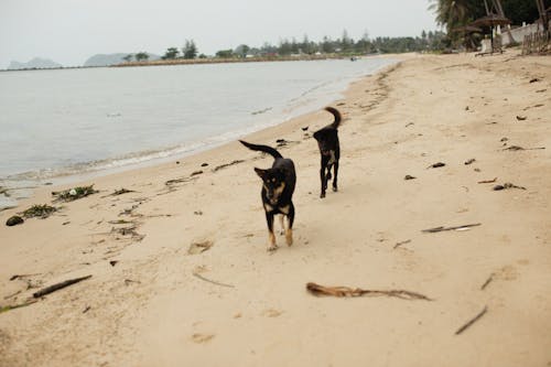 Free Stray Dogs Walking on the Beach Sand Stock Photo