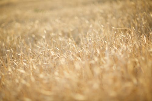 Бесплатное стоковое фото с коричневая трава, крупный план, пахотная земля