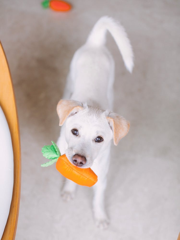 A Cut Dog Biting An Orange Plastic Toy