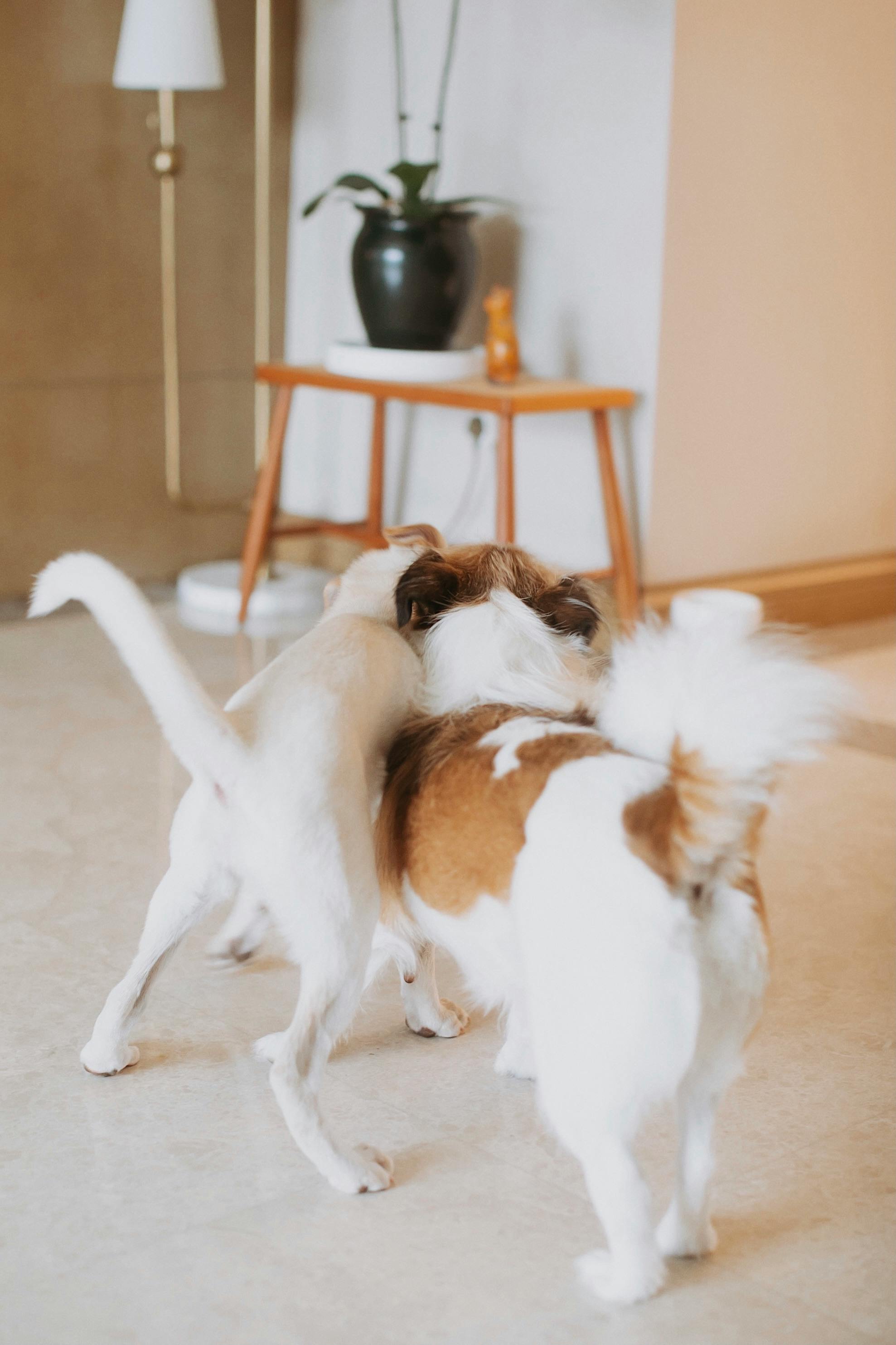 Photograph of Dogs Playing