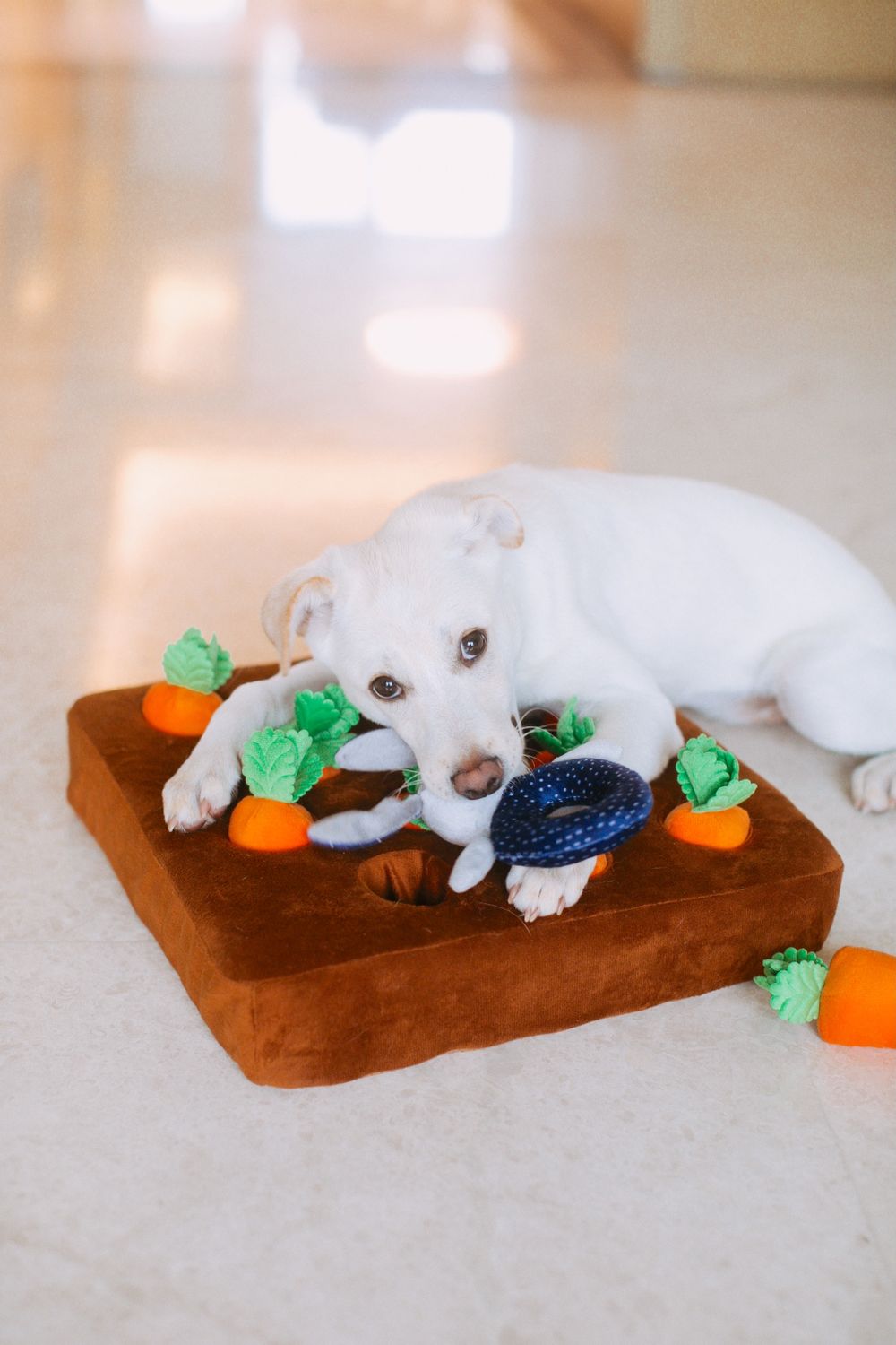 White dog lying on a plush toy mat indoors enjoying playtime