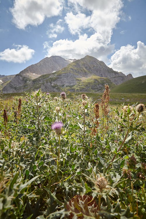 A Flower Field Near the Giant Mountains Under the Blue Sky
