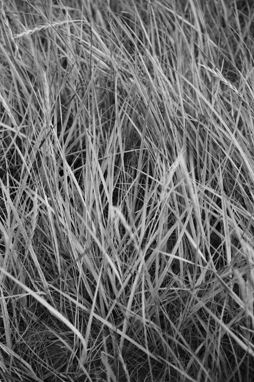Free A Grayscale Photo of a Grass Field Stock Photo