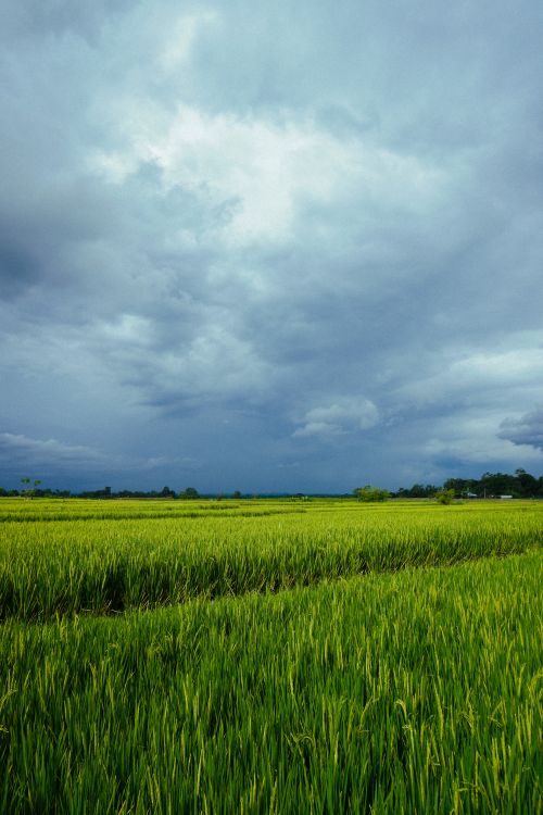 Free Serene rice fields in Bali, Indonesia with dramatic cloudy skies, showcasing nature's beauty. Stock Photo