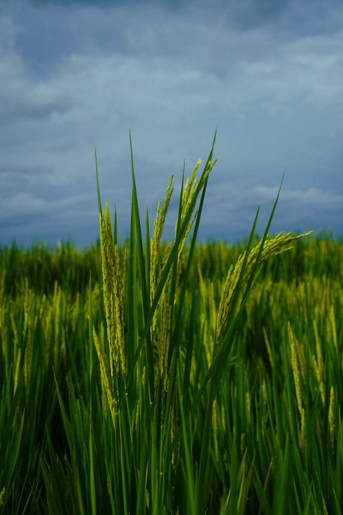 Free Close-up of vibrant green rice plants under a cloudy sky in Bali, Indonesia. Stock Photo