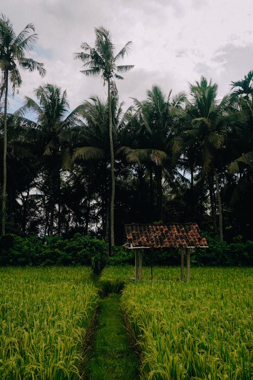 Plantation and Palm Trees